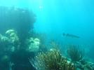 barracuda shipwreck bermuda